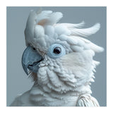 White Cockatoo Bird Portrait Close Up (Print Only) thumbnail