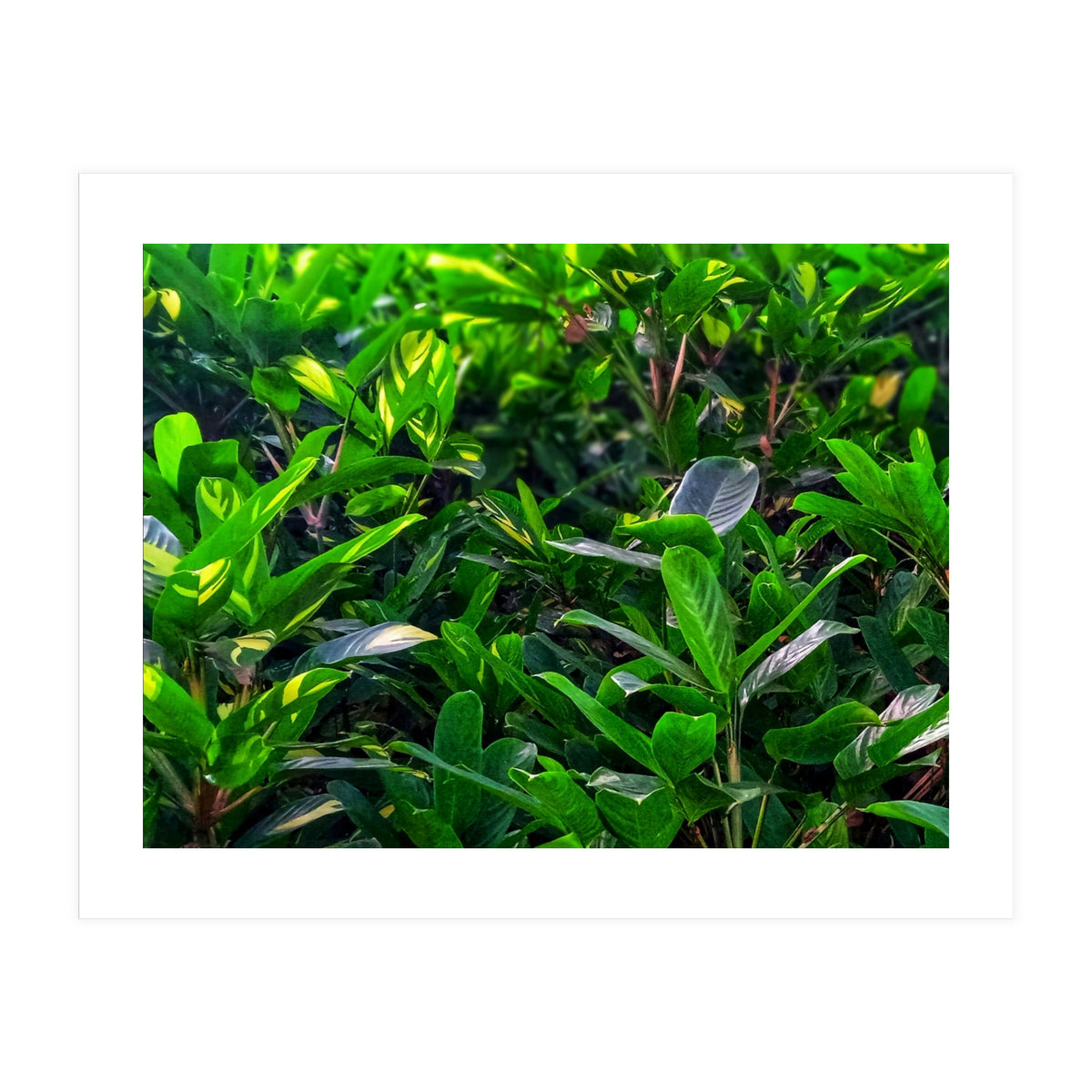 Green House Plant Leaves (Print Only)