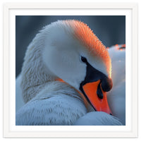 Close Up Of A White Swan With Water Droplets