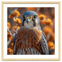 Close Up Of A Kestrel Bird Of Prey