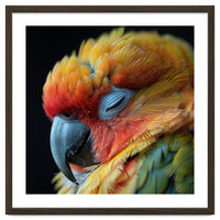 Close Up Of A Sleeping Sun Conure Parrot