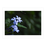 BLOSSOM. (Print Only) thumbnail