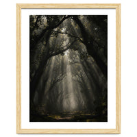 Enchanted Canopy: Mystical Forest Path