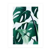 Monstera Tropical Photography Digital Art, Minimal Nature Jungle Botanical Leaves (Print Only)