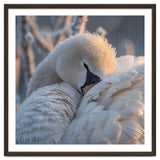 Close Up Of A Swan Covered In Frost And Dew thumbnail