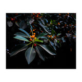 Orange, Green and Dark (Print Only) thumbnail