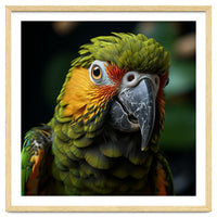 Close Up Of A Colorful Macaw Parrot Face