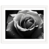 Ethereal Monochromatic Rose Petal Macro thumbnail