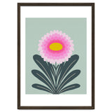 Chrysanthemum - turquoise and pink thumbnail