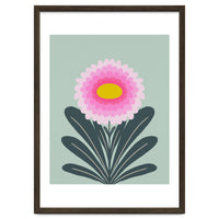 Chrysanthemum - turquoise and pink