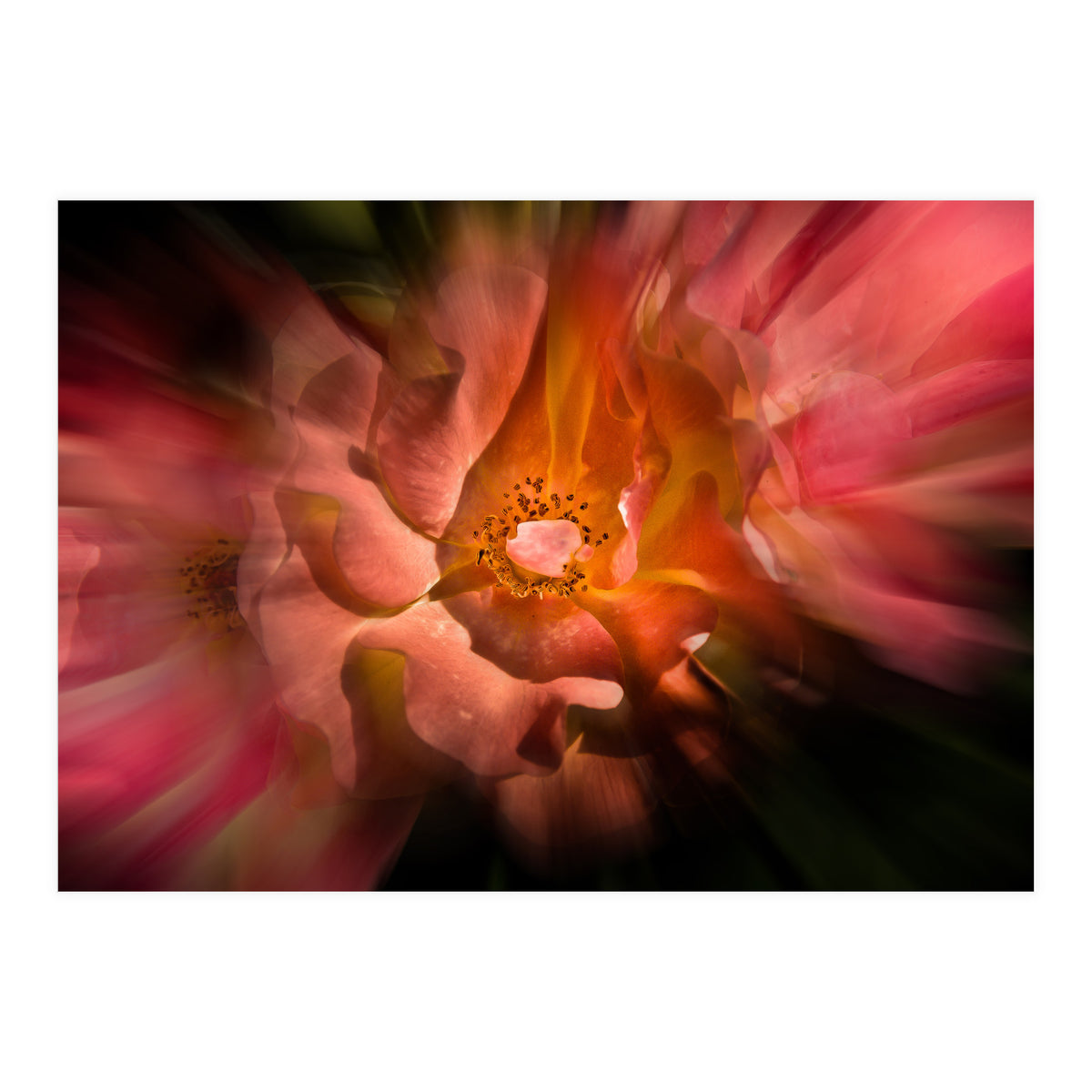 Backyard Flowers No 40 Color Flow Version (Print Only)