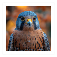 Close Up Of A Kestrel Bird Of Prey Portrait (Print Only)
