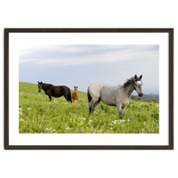Equine Family