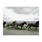 Running horses - Iceland (Print Only) thumbnail