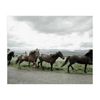 Running horses - Iceland (Print Only)
