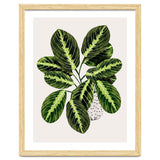 Maranta Plant thumbnail