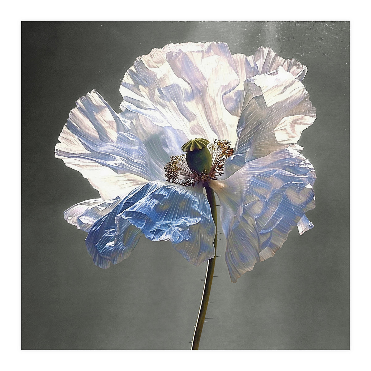 Shirley Poppy | Morning Silk (Print Only)