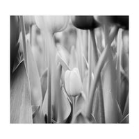 Tulip in the spotlight | Floral Photography | Black and White  (Print Only)