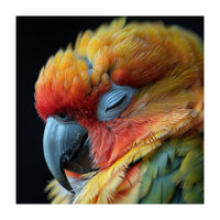 Close Up Of A Sleeping Sun Conure Parrot (Print Only)