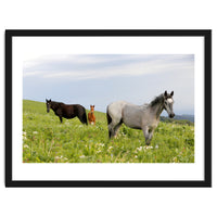 Equine Family
