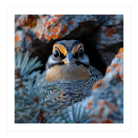 Close Up Falcon Eye Detail In Nest (Print Only)