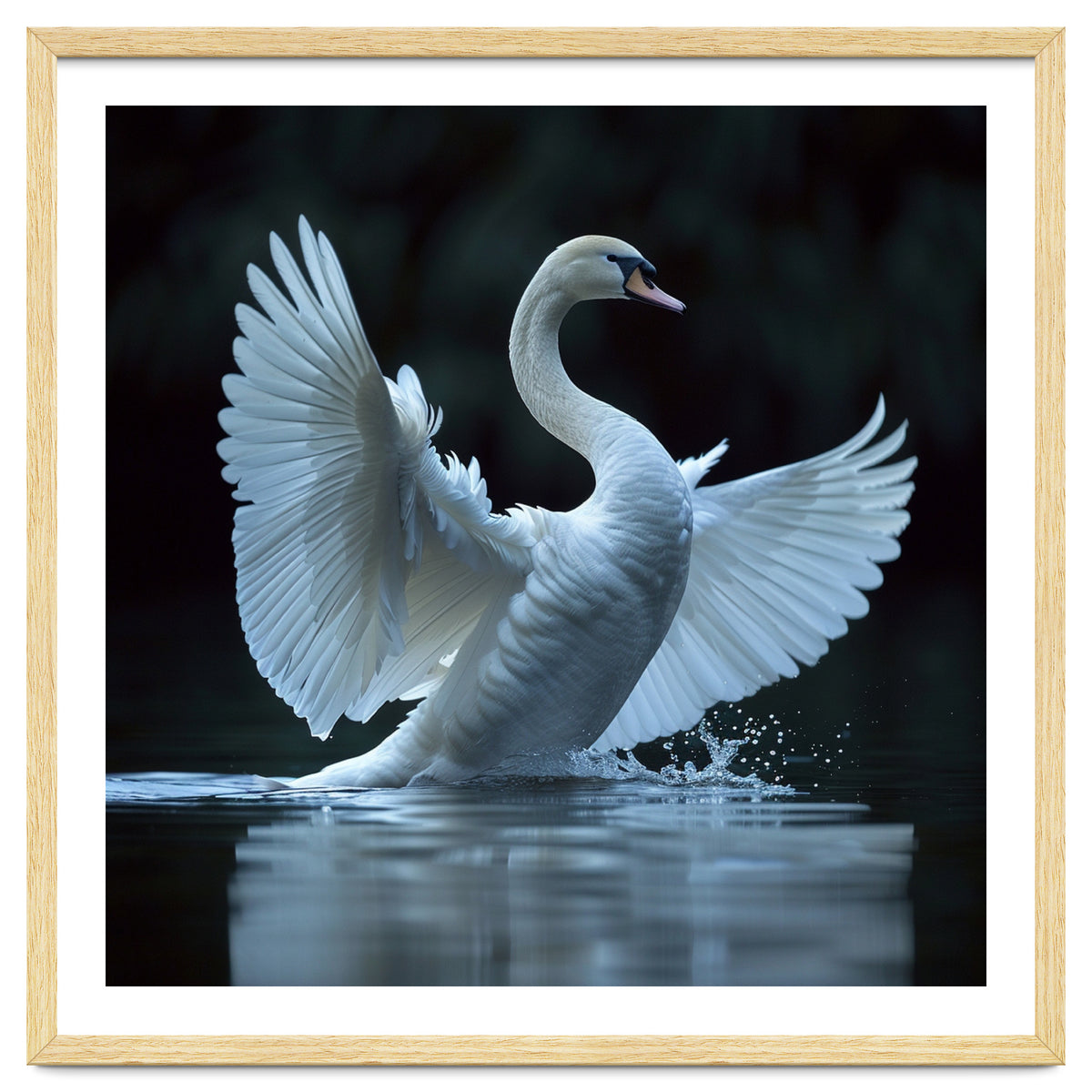 Majestic White Swan Spreading Wings On Water