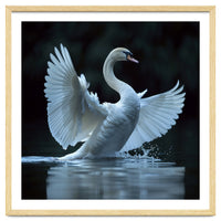 Majestic White Swan Spreading Wings On Water