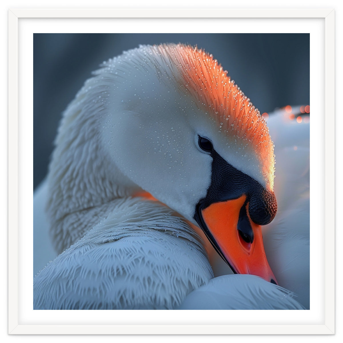 Close Up Of A White Swan With Water Droplets