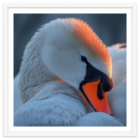 Close Up Of A White Swan With Water Droplets