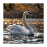 Graceful Swan Gliding On Reflective Water Surface (Print Only) thumbnail