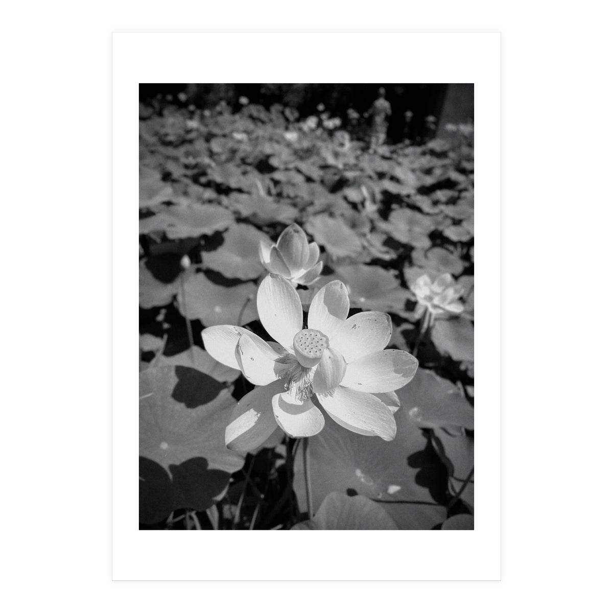 Hylas | Black & White (Print Only)