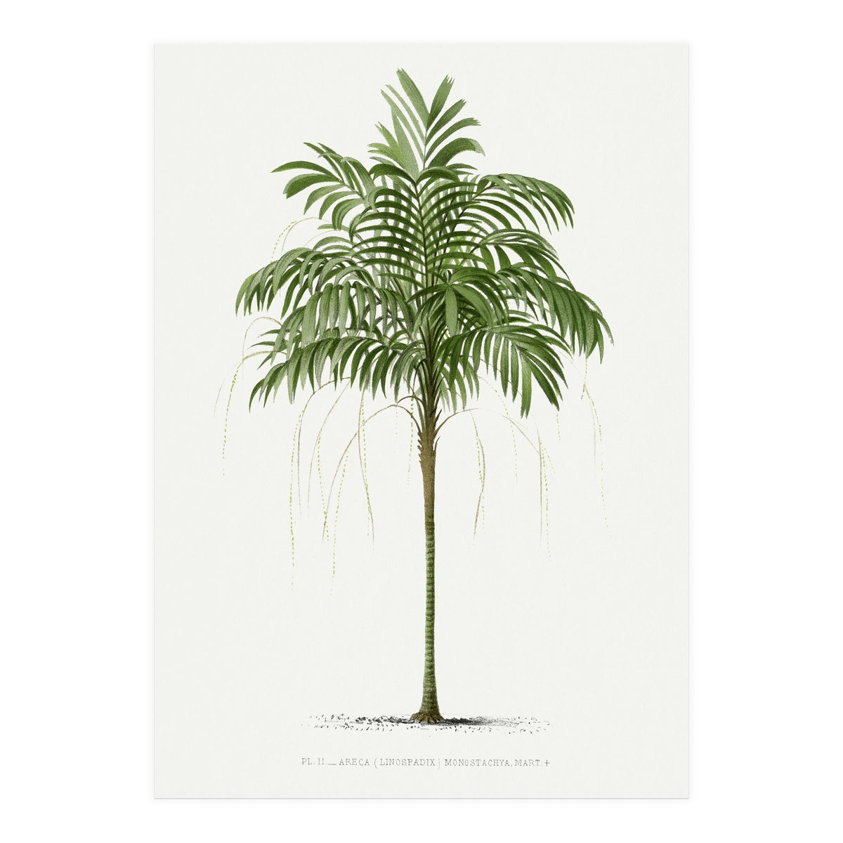 Oswald de Kerchove de Denterghem – Vintage Palm Tree Illustration (1878) (Print Only)
