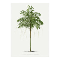 Oswald de Kerchove de Denterghem – Vintage Palm Tree Illustration (1878) (Print Only)