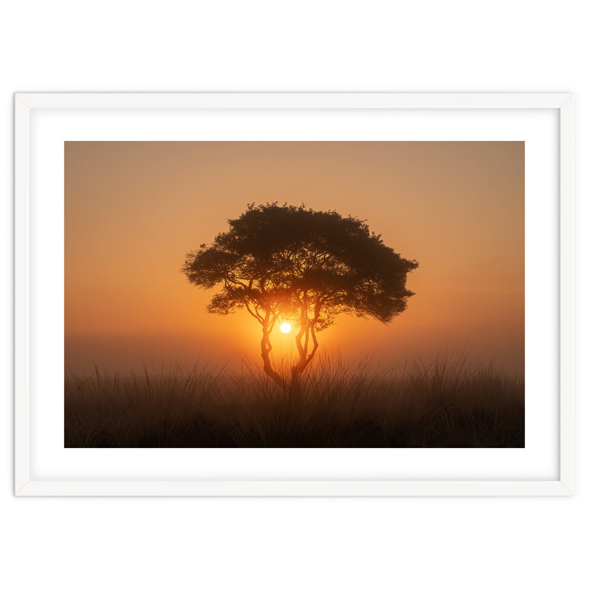 Tree at sunrise