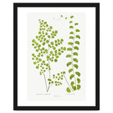 Edward Joseph Lowe – Adiantum Assimile and Adiantum Lunulatum (1856–1860) thumbnail