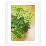 Maidenhair Queen thumbnail