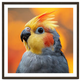 Cockatiel Parrot Close Up thumbnail