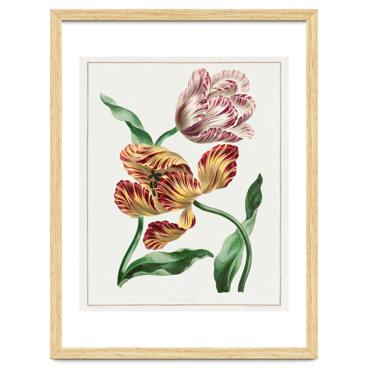 John Edwards – Various Tulips (1791)