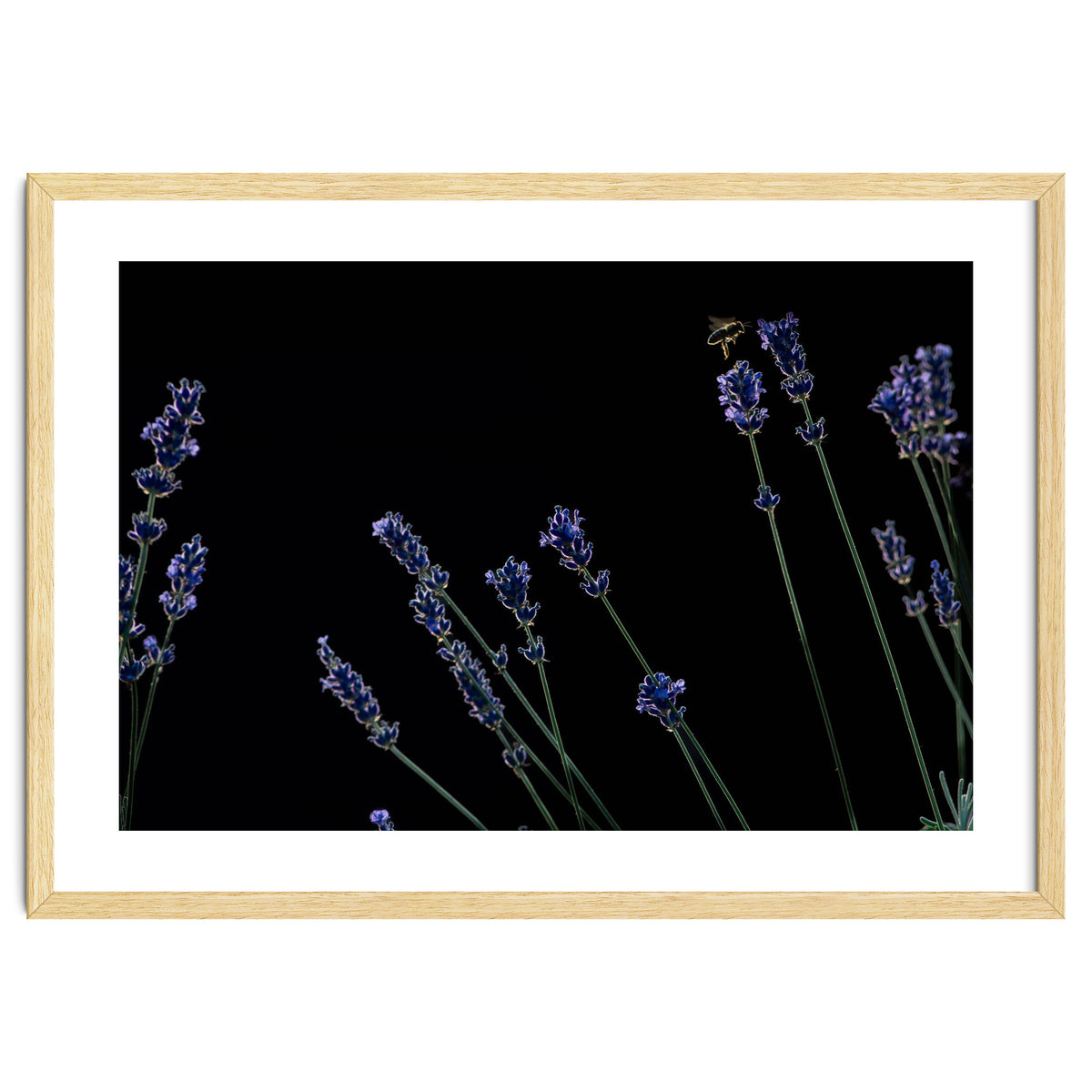 Honeybee and lavender