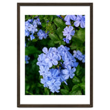 Blue Plambago Flowers thumbnail