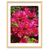 Pink Bougainvillea Flowers thumbnail