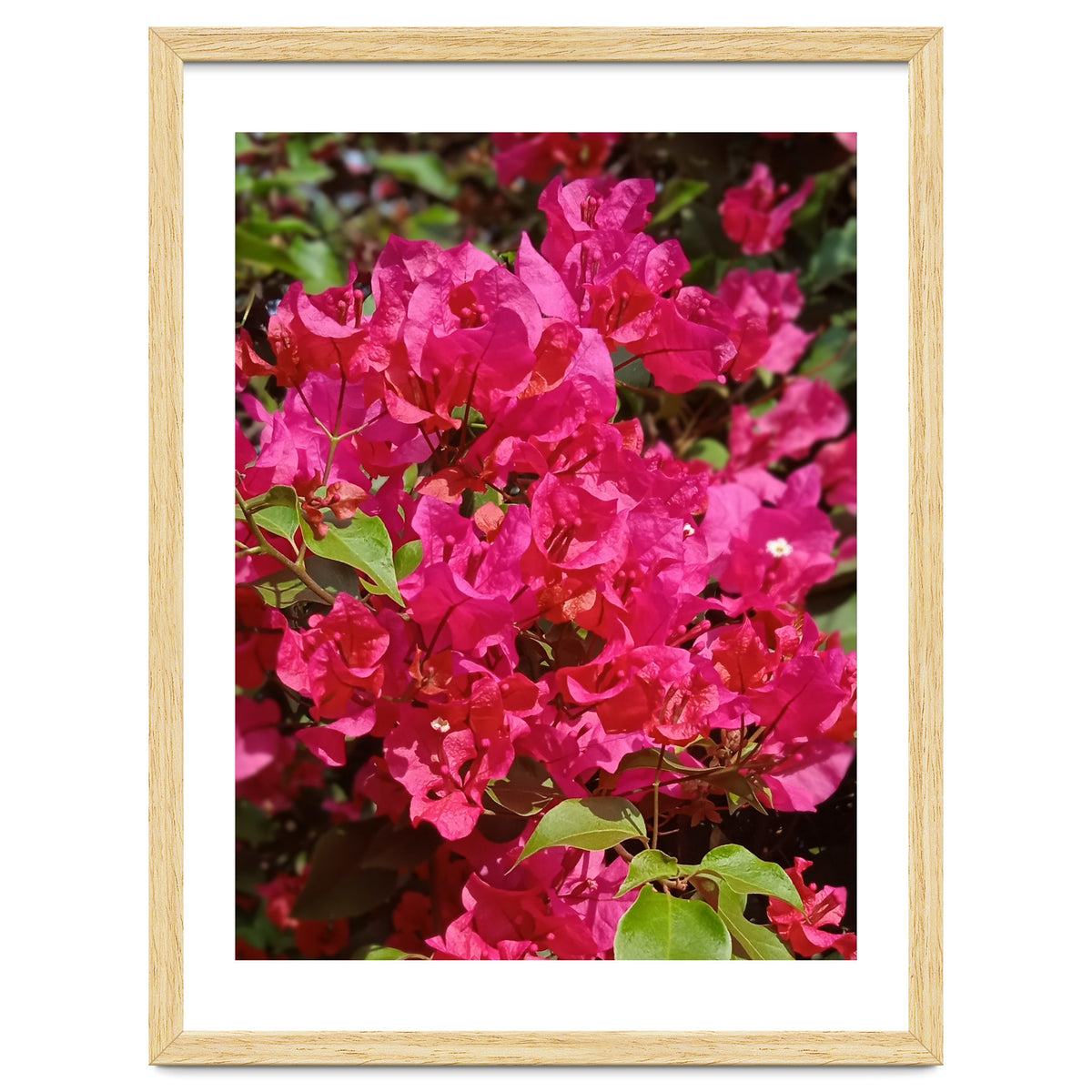 Pink Bougainvillea Flowers