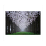 Cherry trees in the fog (Print Only) thumbnail