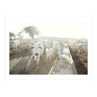 LIVING TOGETHER - WHITE COWS FAMILY (Print Only)