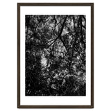 Tree From Below Black Silhouette thumbnail