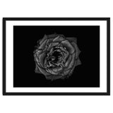 Backyard Flowers In Black And White No 110 thumbnail