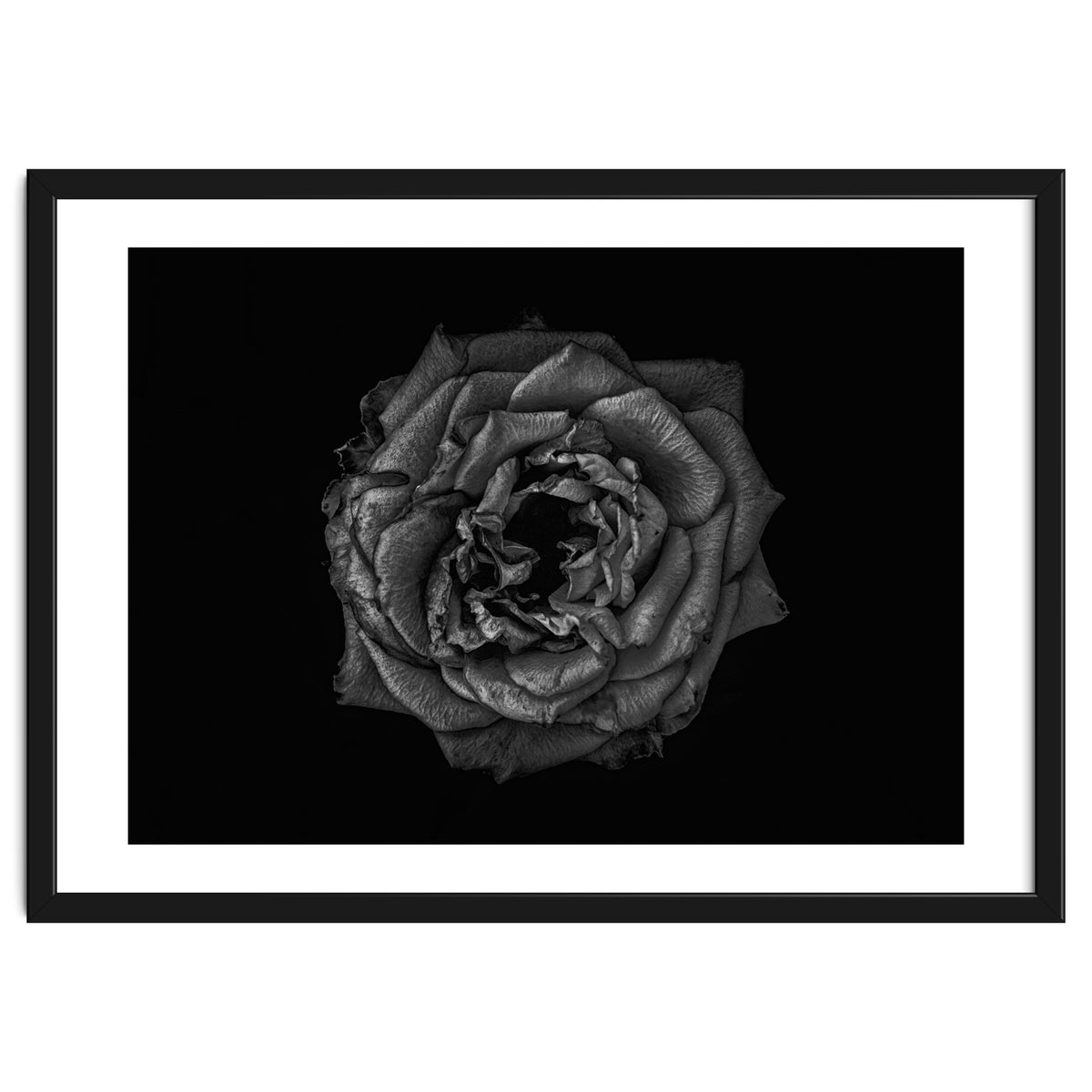 Backyard Flowers In Black And White No 110