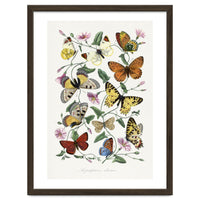 Paul Gervais – Butterfly and Moth Natural History Illustration (1842)