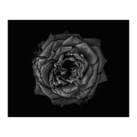 Backyard Flowers In Black And White No 110 (Print Only)