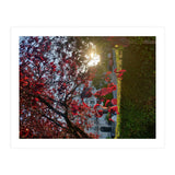 Autumn’s Embrace (Print Only) thumbnail